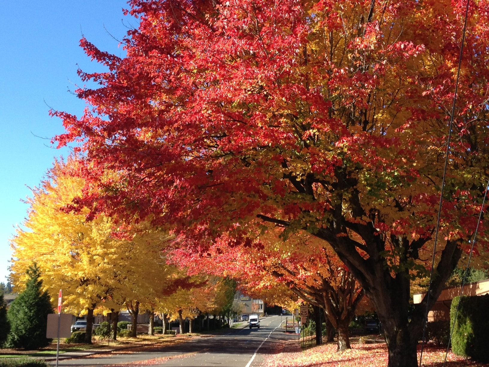 Autumn leaves in Bothell (near Cascadia)
